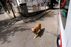 Lojalnost bez granica: Pas trčao za kolima hitne pomoći koja su...