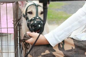 Guverner Teksasa stavio veto na zakon koji štiti pse, kritike na...