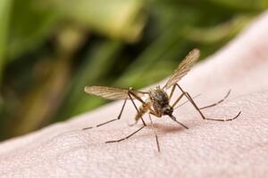 Zaprašivanje komaraca od iduće sedmice