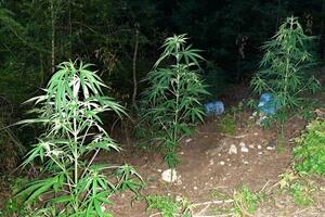 Pronađena plantaža sa marihuanom, uhapšena jedna osoba