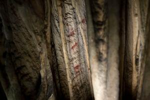 Neandertalski znakovi u Španiji ukazuju na pećinsku umjetnosti,...
