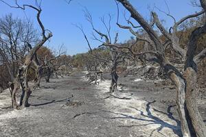Više stotina stabala maslina izgorjelo u požaru u Mrkojevićima