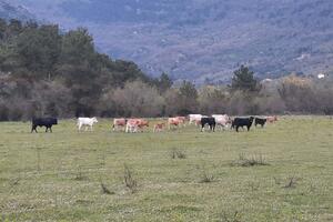Uhvaćena lutajuća goveda sa teritorije Tivta besplatno ustupljena...
