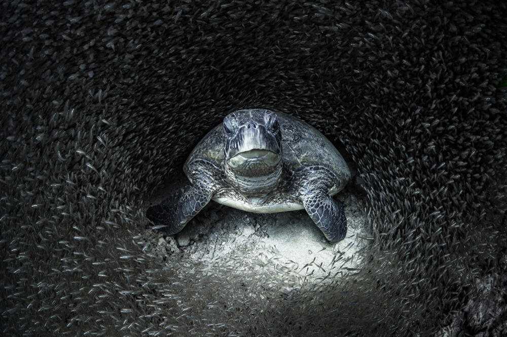 Foto: Aimee Jan / Ocean Photography Awards