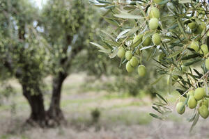 Španija: Plantaže maslina u opasnosti - suša i astronomske cijene
