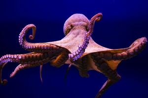 Svjetski dan hobotnice: Deset nevjerovatnih činjenica o ovim...