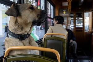 Boži - pas lutalica koji voli da se vozi gradskim prevozom i koji...