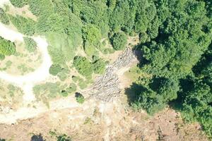 Pejović: Politika uzurpacije mojkovačkih šuma mora biti prošlost