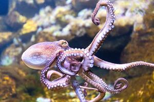 Prva farma hobotnica na svijetu - treba li je zabraniti