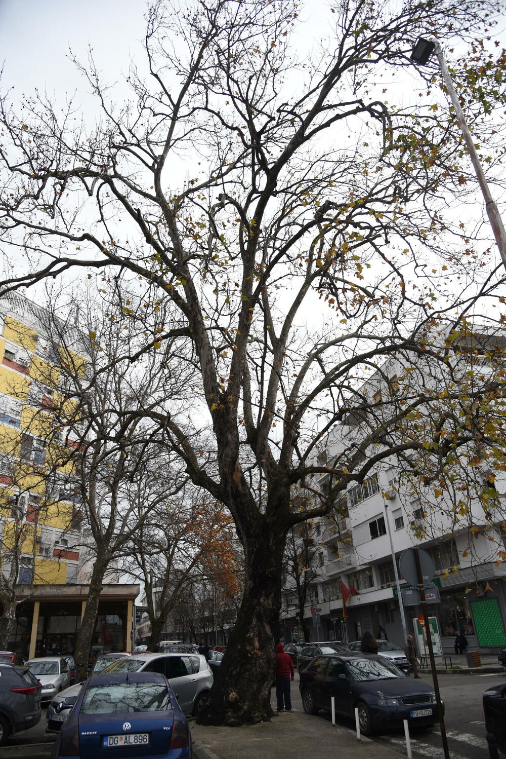 Asfalt pritisnuo stablo platana starog preko 200 godina 