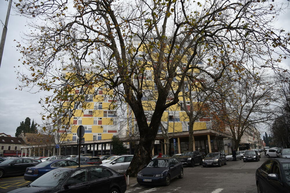 Vidio i doživio mnogo: Stari platan u Ulici Novaka Miloševa, Foto: Luka Zeković