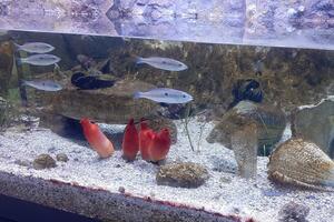 „Akvarijum Boka” - život u moru iz prve ruke