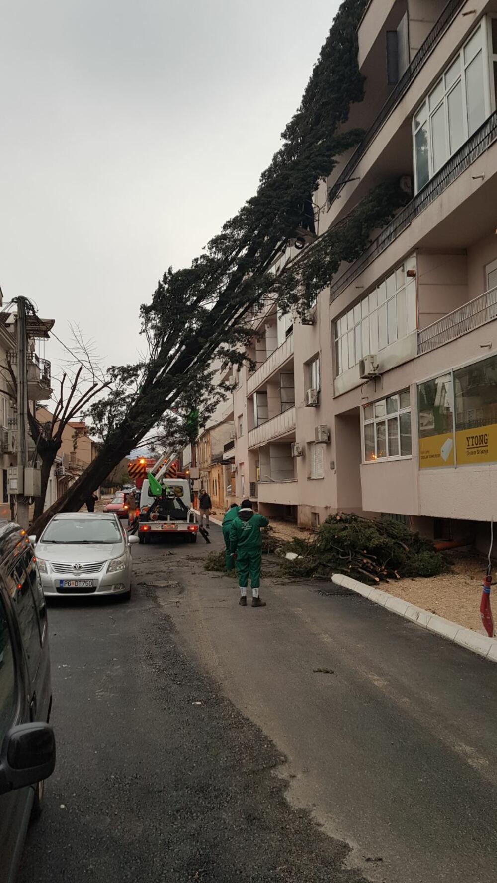 <p>Građani koji su kontakirali redakciju "Vijesti" tvrde da su više puta tražili od podgoričkog "Zelenila" da uklone čempres jer prijeti opasnost da će pasti na zgradu.</p>