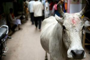 Indija: Zašto su smrtonosni napadi krava tema na predstojećim...