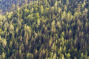 Boje jutra: Hoće li novi zakon riješiti probleme u državnim šumama?
