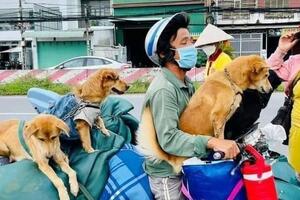 Vijetnam, psi i koronavirus: Vlasnici čije su ljubimce uspavali...
