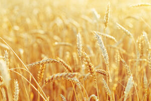 Vučić: Ograničićemo izvoz pšenice, biće je dovoljno za cijeli...