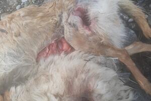 Berane: Tužioci traže mučitelje i ubice pasa