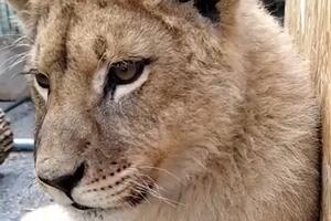 Dozvolu za transport lava očekuju do kraja maja