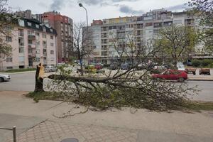 Jak vjetar u Nikšiću: Slomljeno stablo, stradali i krovovi
