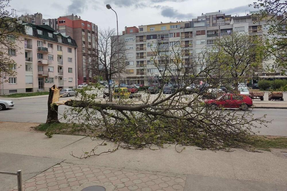 Foto: Svetlana Mandić