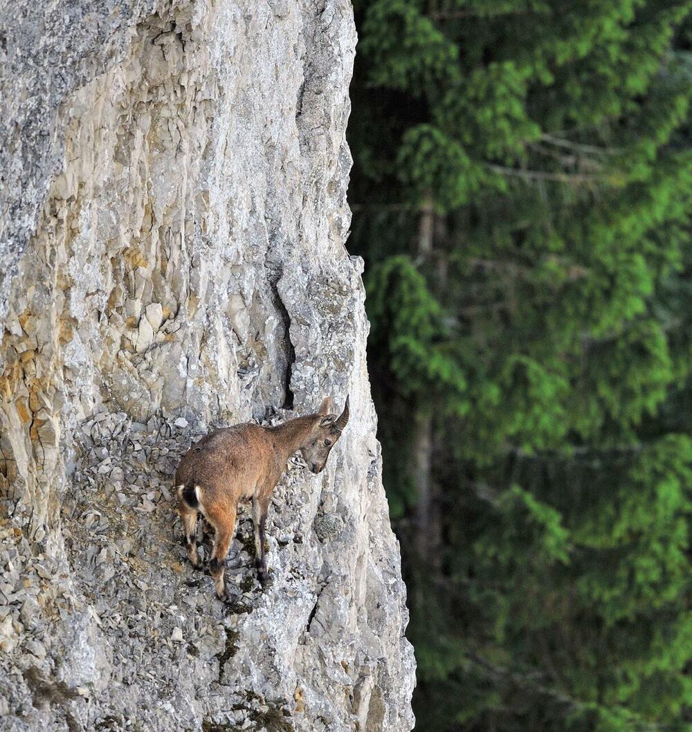 <p>Iz izdavačke kuće Egmont stigla je nova kolekcija National Geographic Zašto? Četvrta knjiga nosi naziv Zašto životinje nisu kao ljudi?</p>