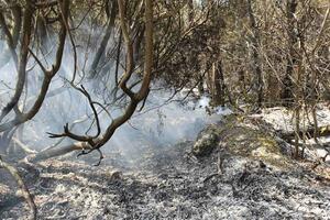 Tivat: Požar na brdu Vrmac, vatra ne ugrožava objekte