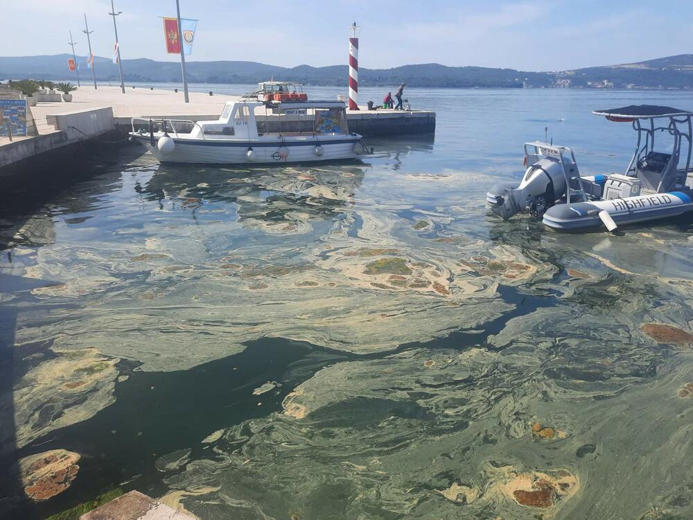 <p>Inspektori sigurnosti plovidbe izašli su na lice mjesta i uzeli uzorke prljavštinom prekrivene morske vode koji su poslati na analizu u laboratorije Instituta za biologiju mora u Kotoru</p>  <div contenteditable="false" tabindex="-1"> </div>