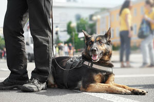 Hjuman Rajts Voč navodi da Bugarska pušta policijske pse na...