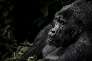 Tajna spasavanja planinskih gorila