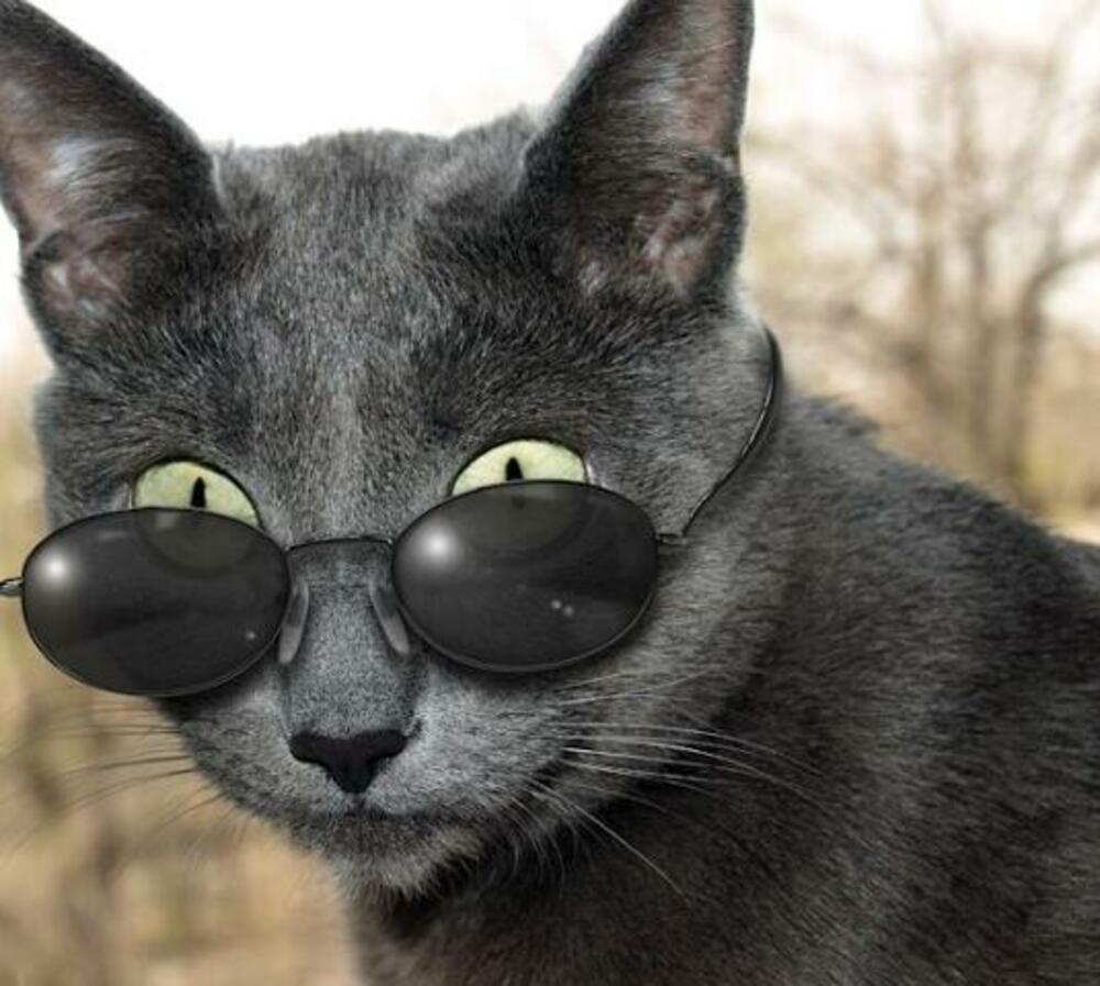 черный кот в очках фото