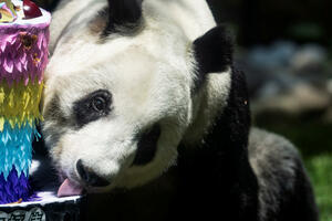 Najstarija panda u Meksiku uginula na svoj 35. rođendan