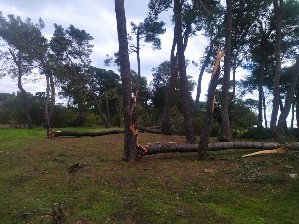 <p>Oborena stabla i krošnje zatvorili su i jedini put koji je vodio dalje u dubinu Borove šume</p>