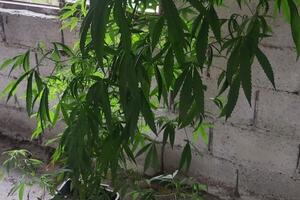 Uhapšen Podgoričanin, pronađene stabljike marihuane