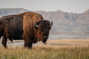 U SAD kamion udario krdo bizona, stradalo njih 13