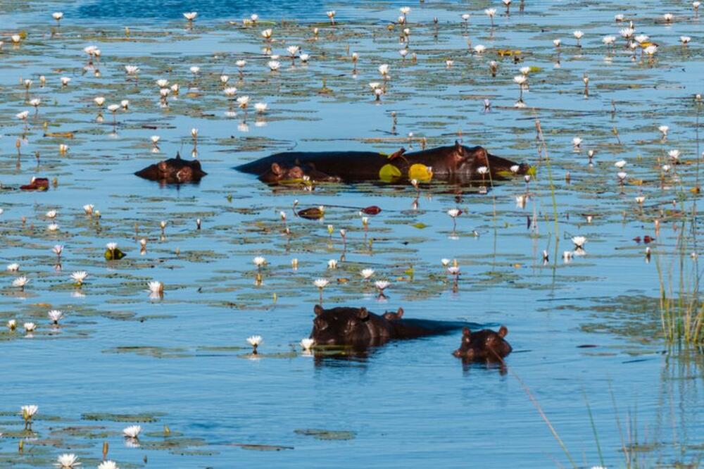 Delta Okavango je mjesto svjetske baštine i utočište za divlje životinje, Foto: BBC