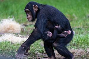 Nada za opstanak vrste: Rođena beba šimpanza u zoološkom vrtu u...