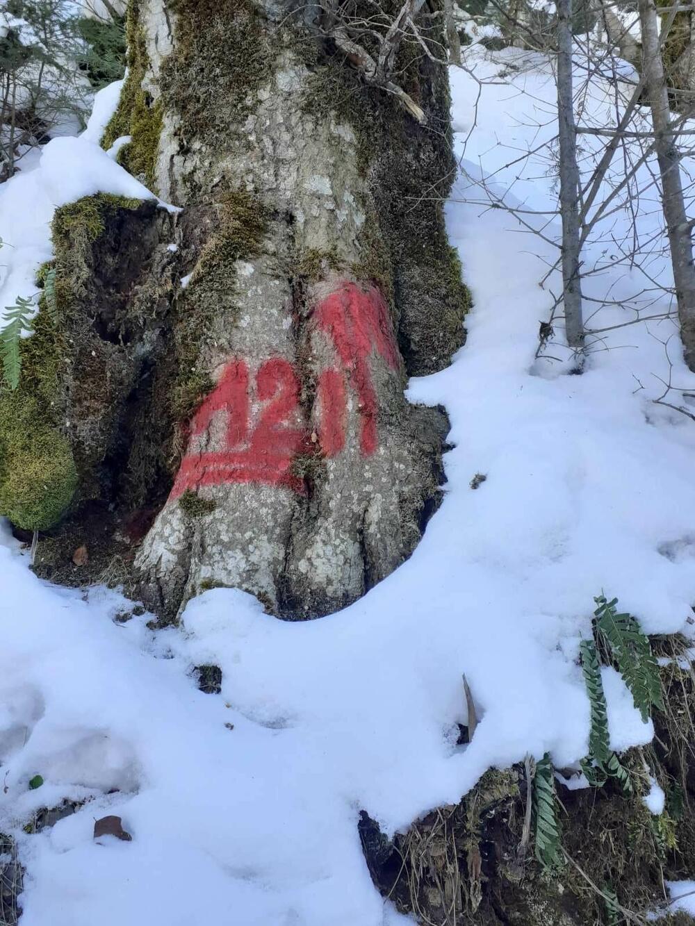 <p>"Utvrđeno da je posječeno ukupno 16 stabala bukve, jele i smrče, ukupne bruto drvne mase 8,22 metra kubna"</p>