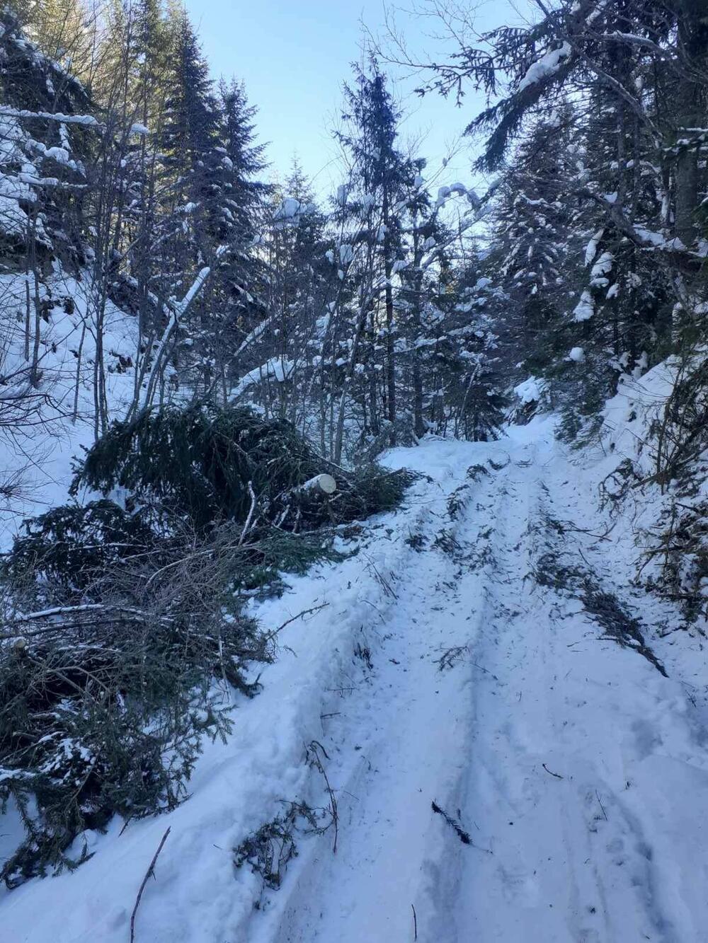 <p>"Utvrđeno da je posječeno ukupno 16 stabala bukve, jele i smrče, ukupne bruto drvne mase 8,22 metra kubna"</p>