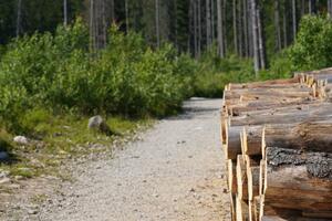 Uprava: Poziv za davanje šuma na korišćenje prodajom drveta u...
