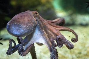Predlog za otvaranje prve farme hobotnica brine naučnike: "Surovo"...