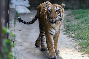 Indija: Sve je više tigrova u zemlji koja im je najveći dom