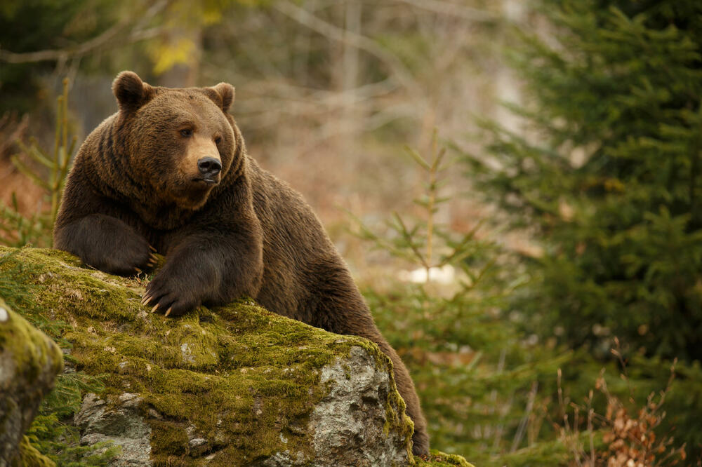 Ilustracija, Foto: Shutterstock