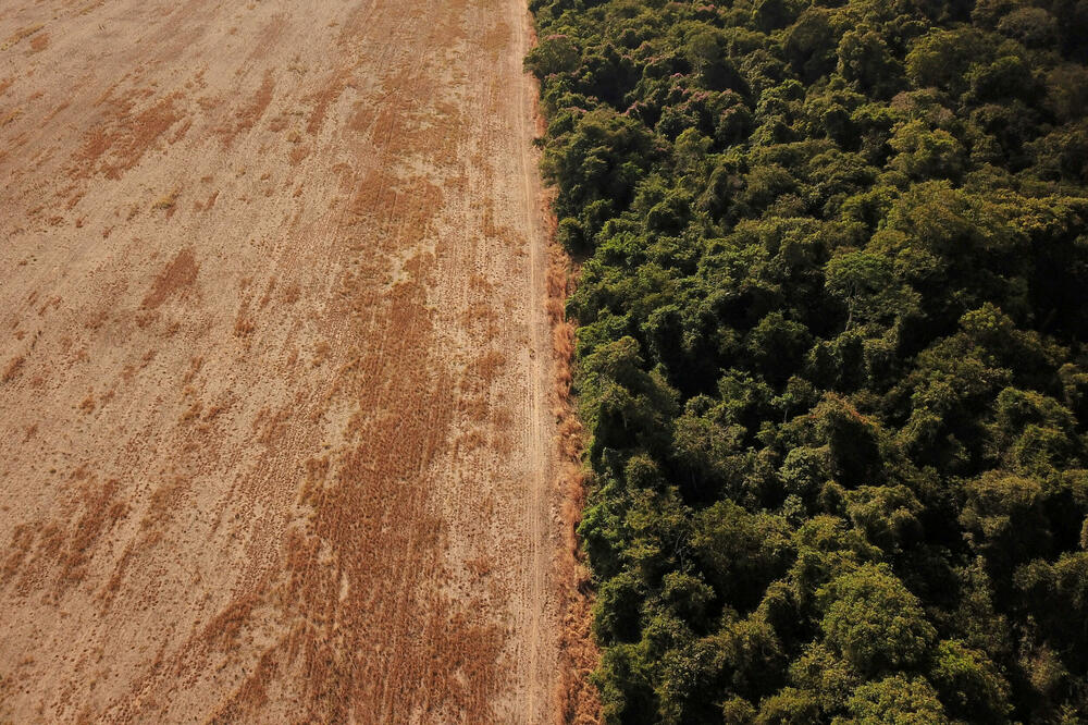 Krčenje šuma, Foto: REUTERS