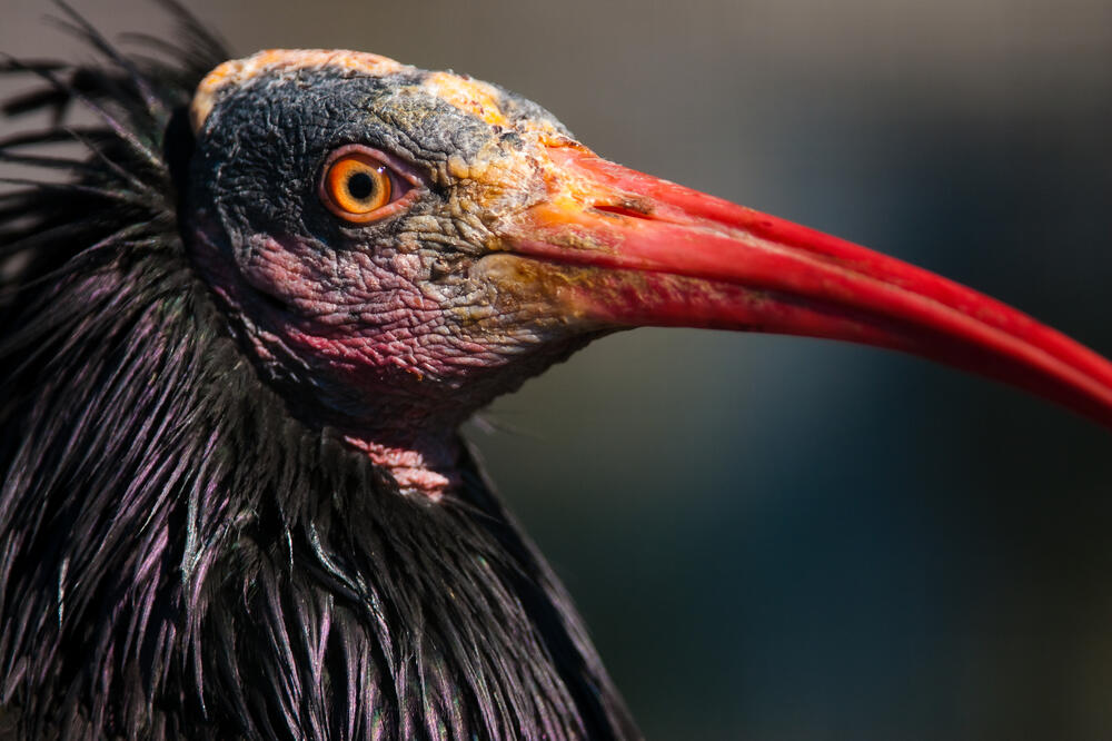 Ptica Ibis, Foto: Shutterstock