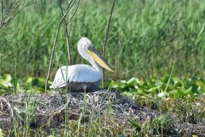 CZIP: Pelikani ipak gnijezde na Skadarskom jezeru