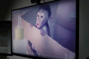 BBC raskrinkao svjetsku mrežu sadističkih mučitelja majmuna