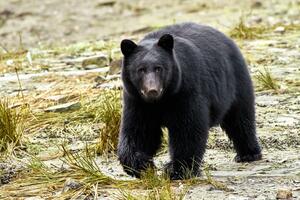SAD: Medvjed došao na verandu kuće u Konektikatu, ugrizao vlasnika...