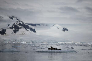 Upozorenje WMO: Led na Antarktiku na rekordno niskom nivou