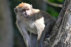 Naučnici otkrili da mužjaci majmuna imaju češće odnose sa...